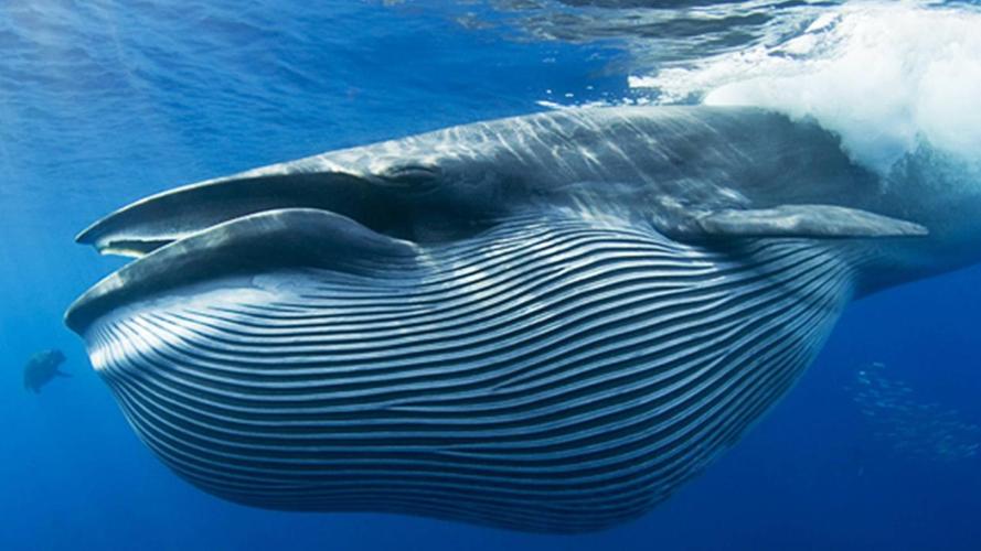 最大的鲸