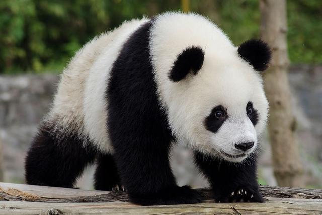 熊猫的外貌