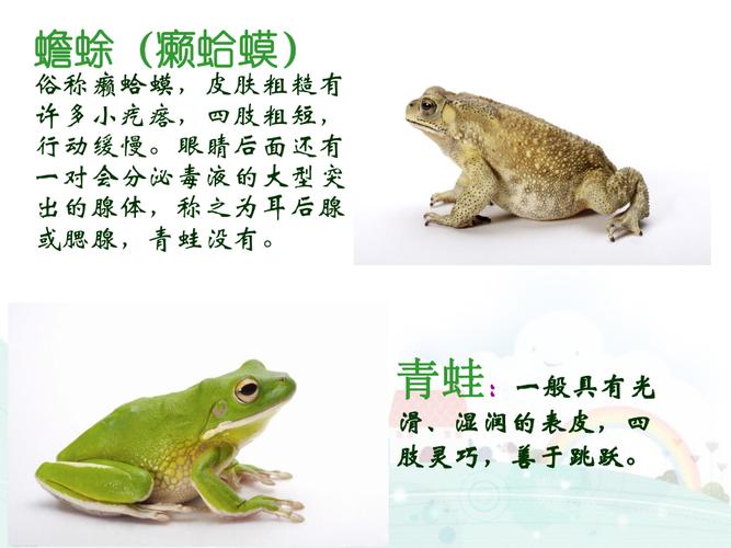 青蛙与蟾蜍的区别