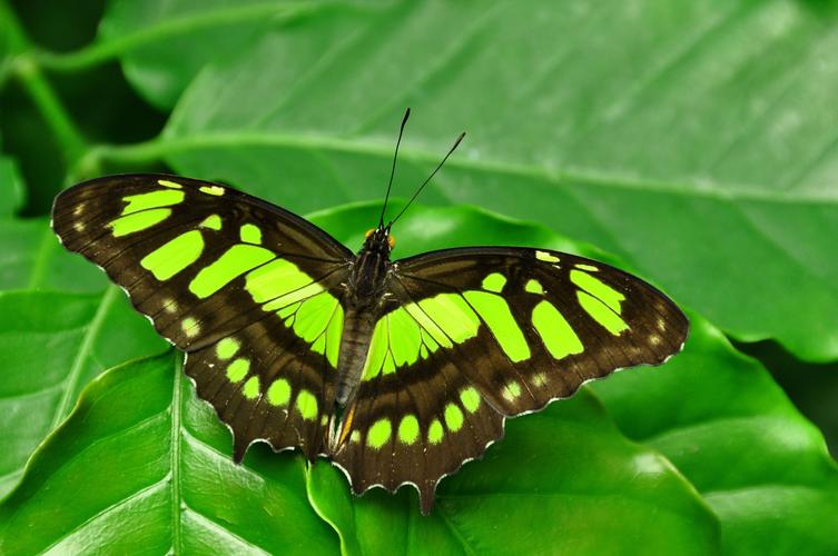 绿色蝴蝶的相关图片