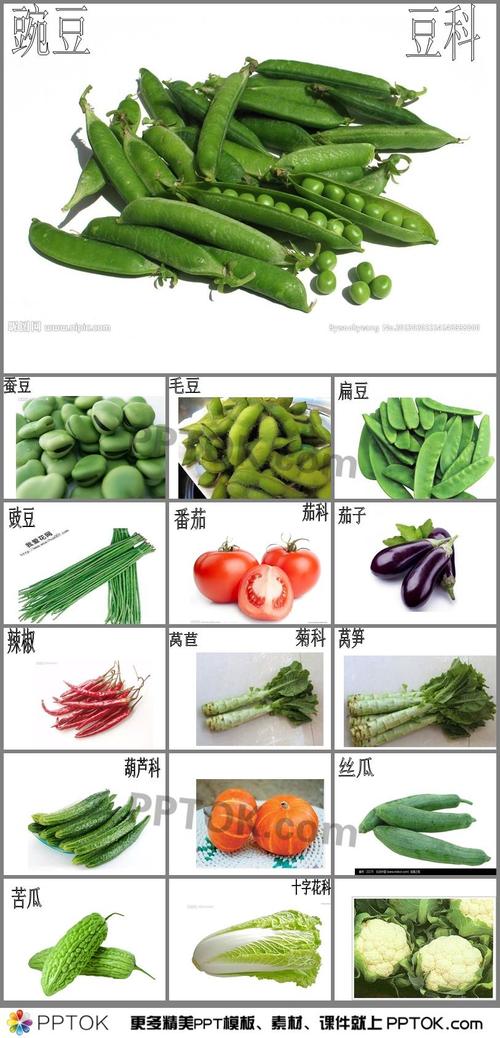 认识蔬菜的相关图片